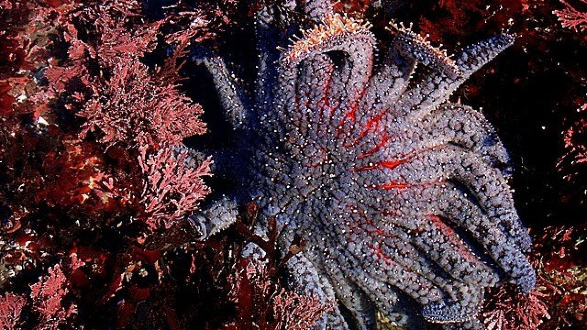 stella marina girasole