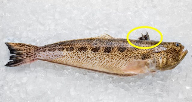 tracina aculei sollevati