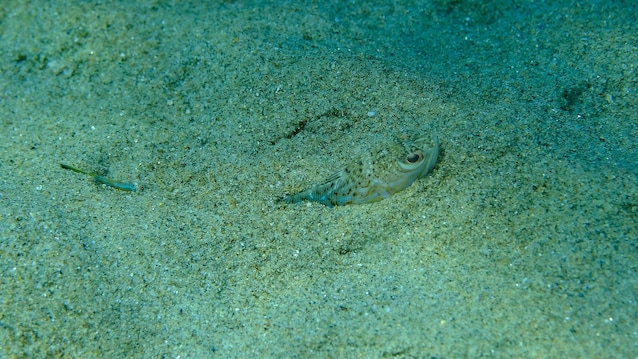 tracina nascosta nel fondale