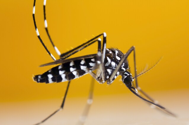 zanzara tigre aedes albopictus