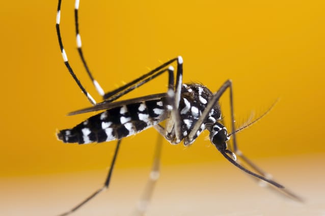 zanzara tigre aedes albopictus
