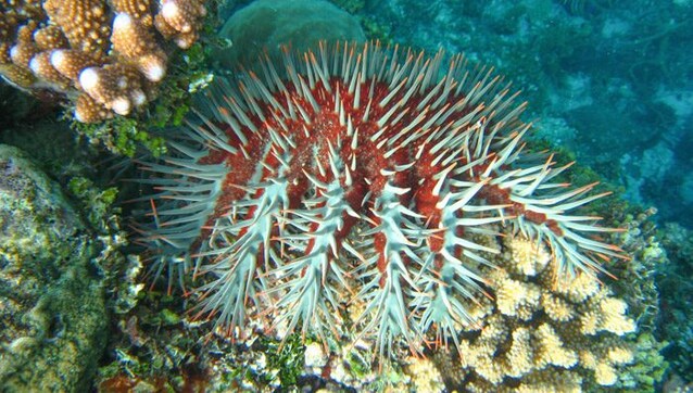 stella marina corona di spine coralli