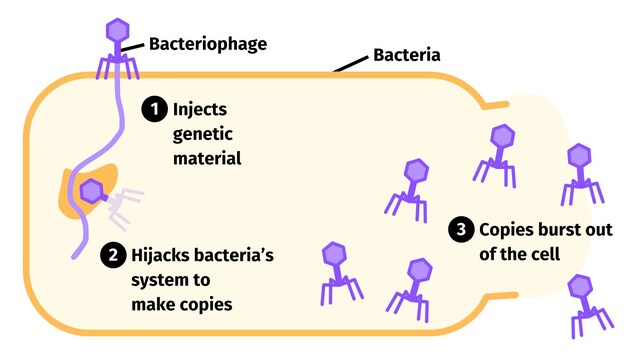 Bacteriophage_lifecycle