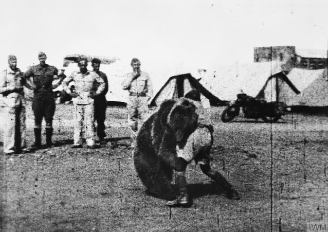 Wojtek lotta con un soldato (Wikimedia Commons)