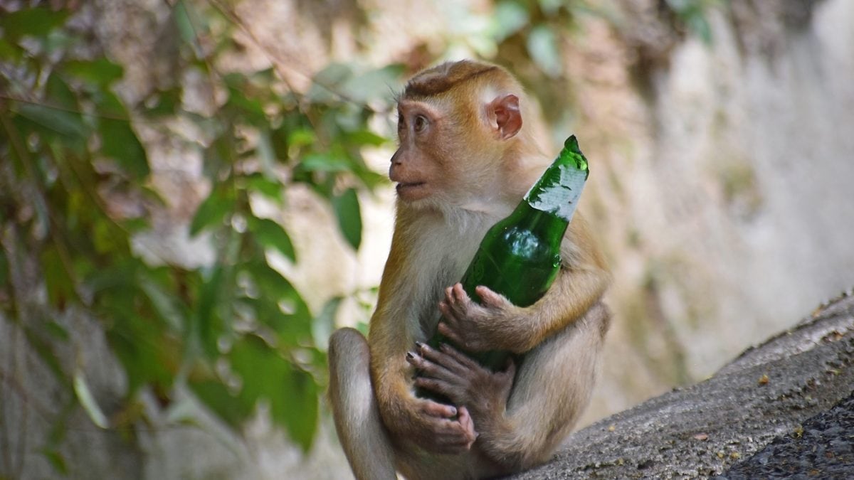 alcol e scimpanzé
