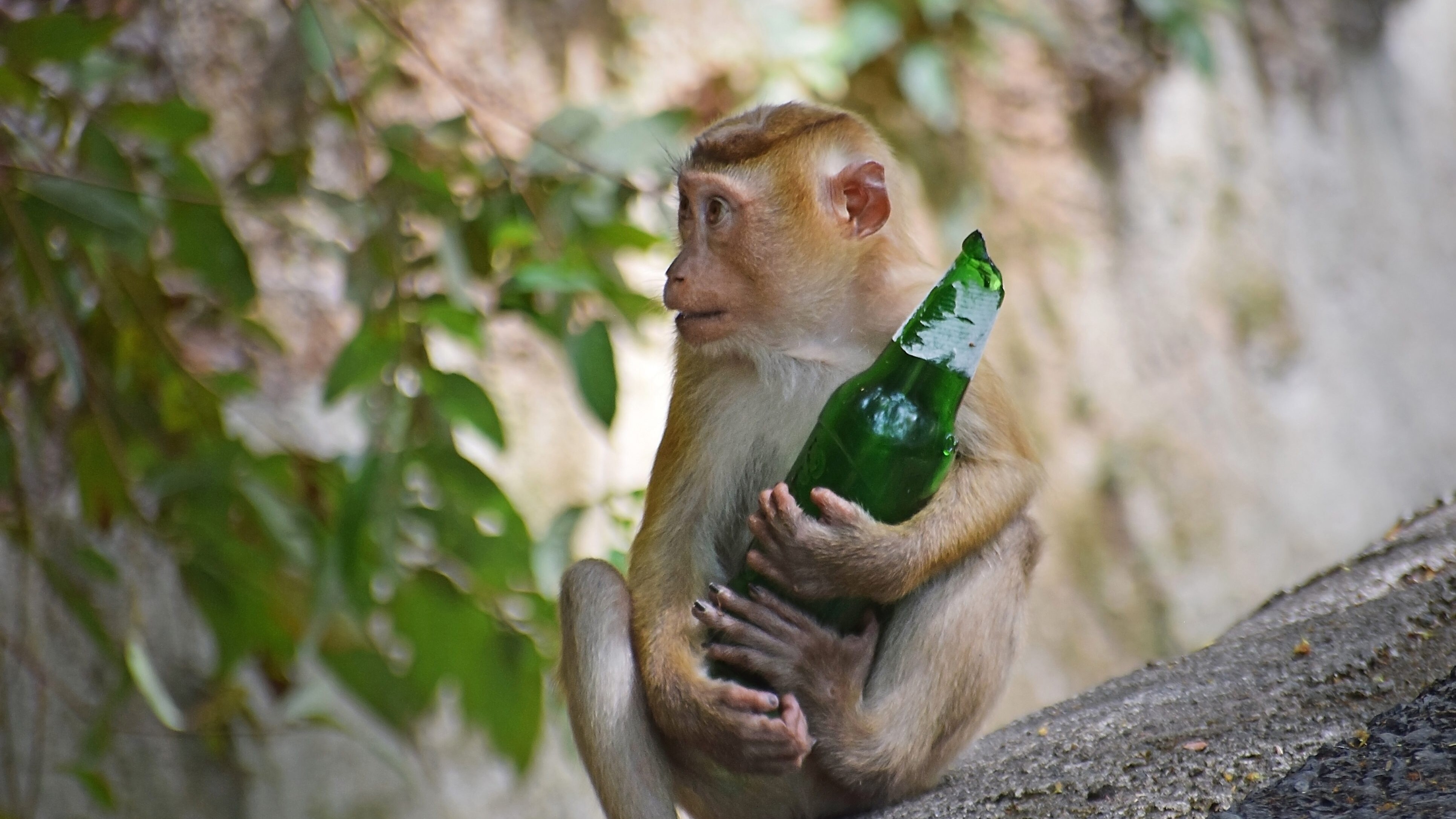 alcol e scimpanzé