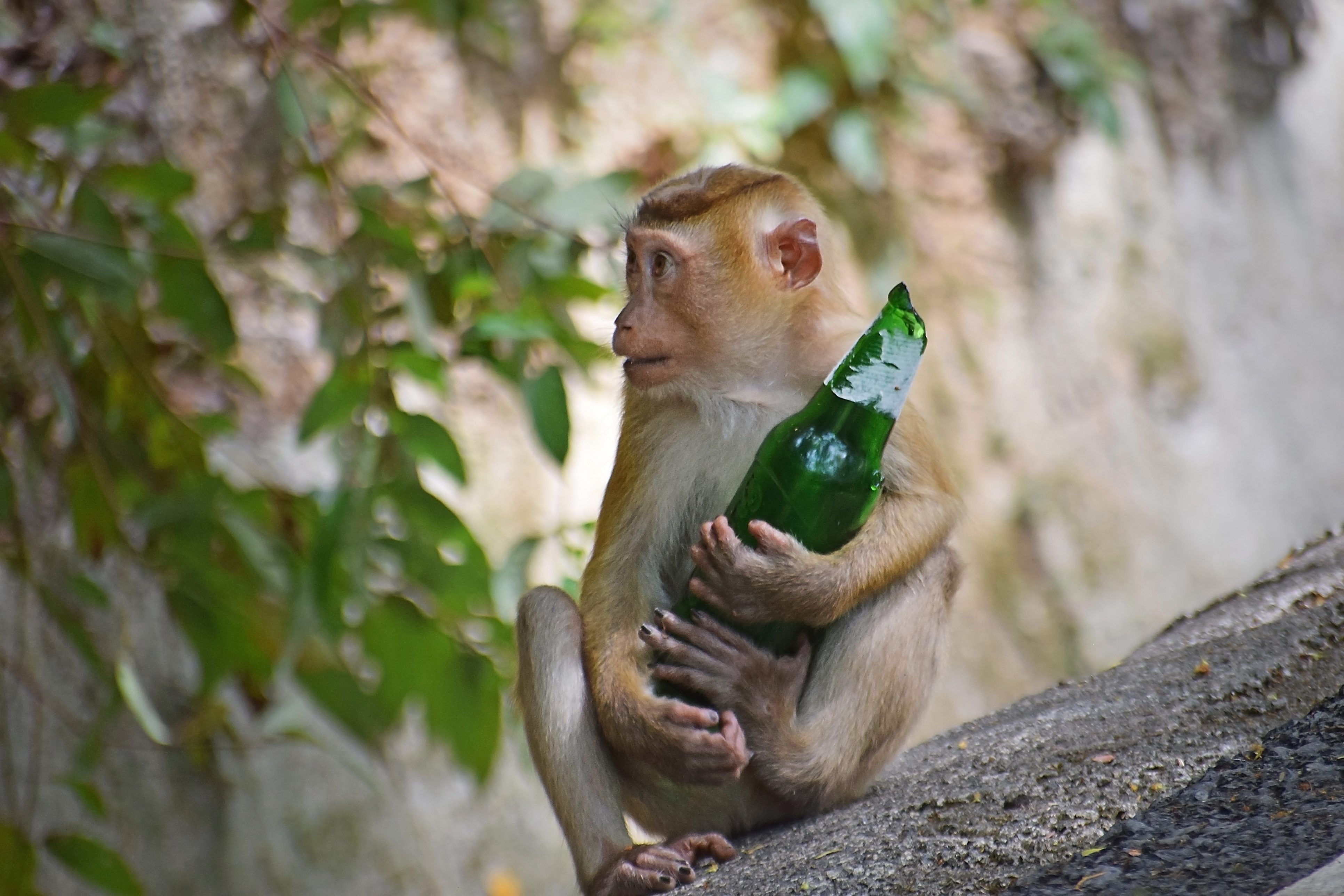 alcol e scimpanzé