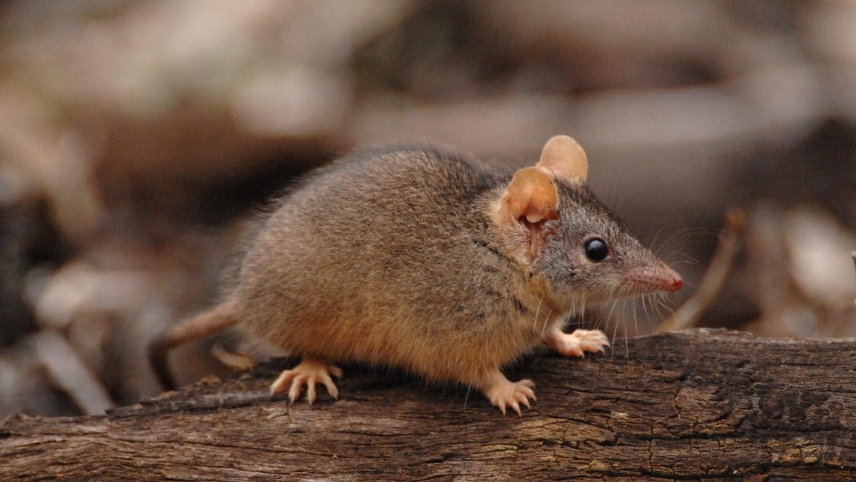 antechino accoppiamento morte