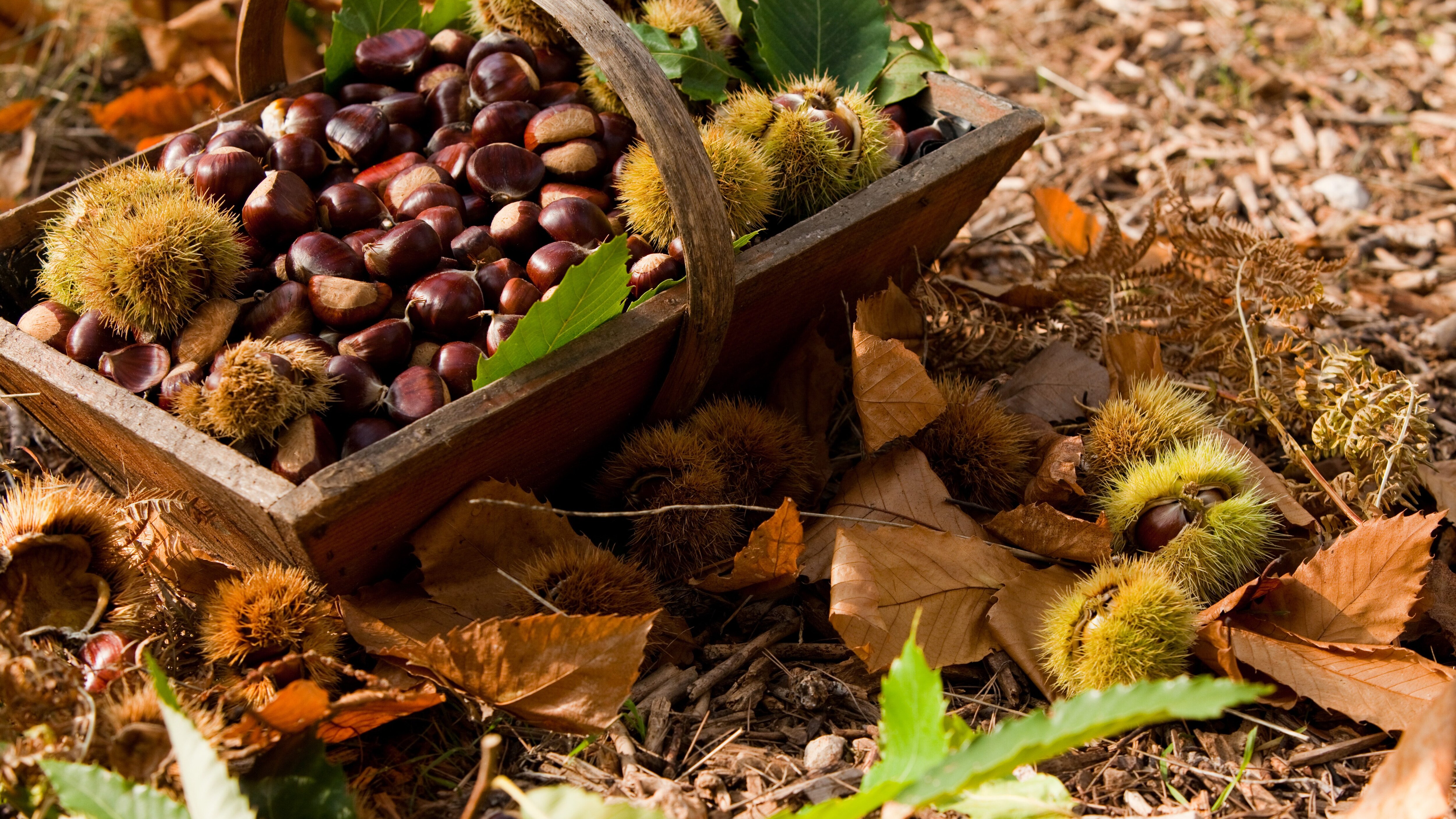 castagne