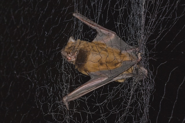catturare pipistrelli