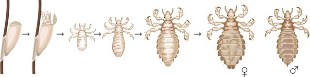 ciclo vitale pidocchi