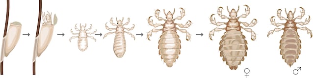ciclo vitale pidocchi