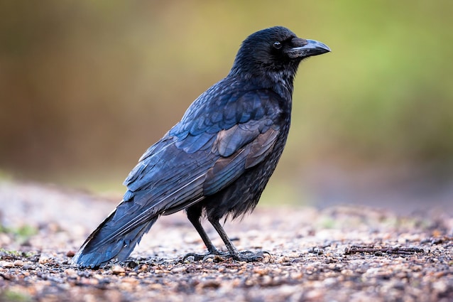 cornacchia nera