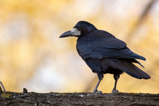 corvo comune