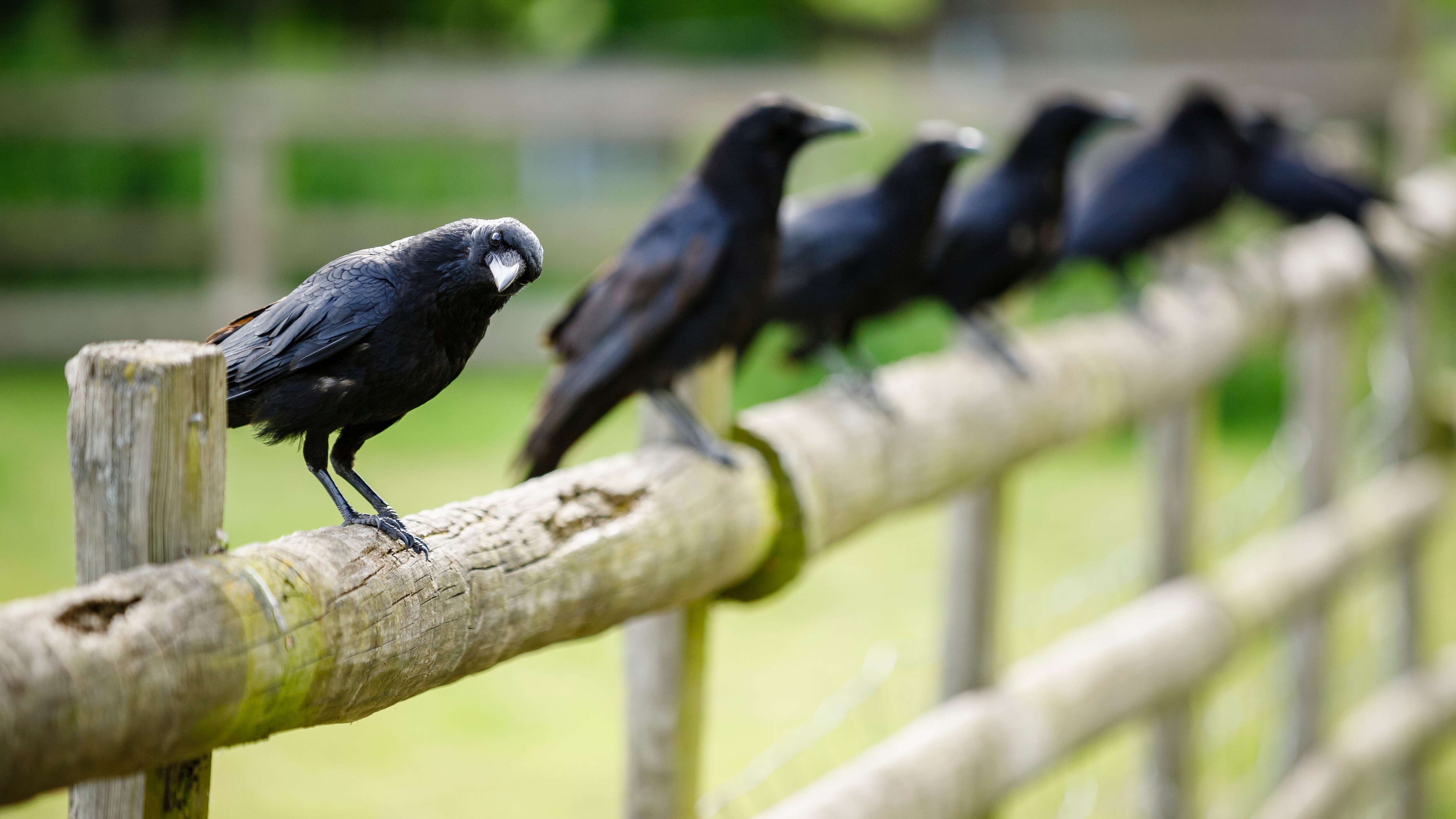 differenze corvi e cornacchie