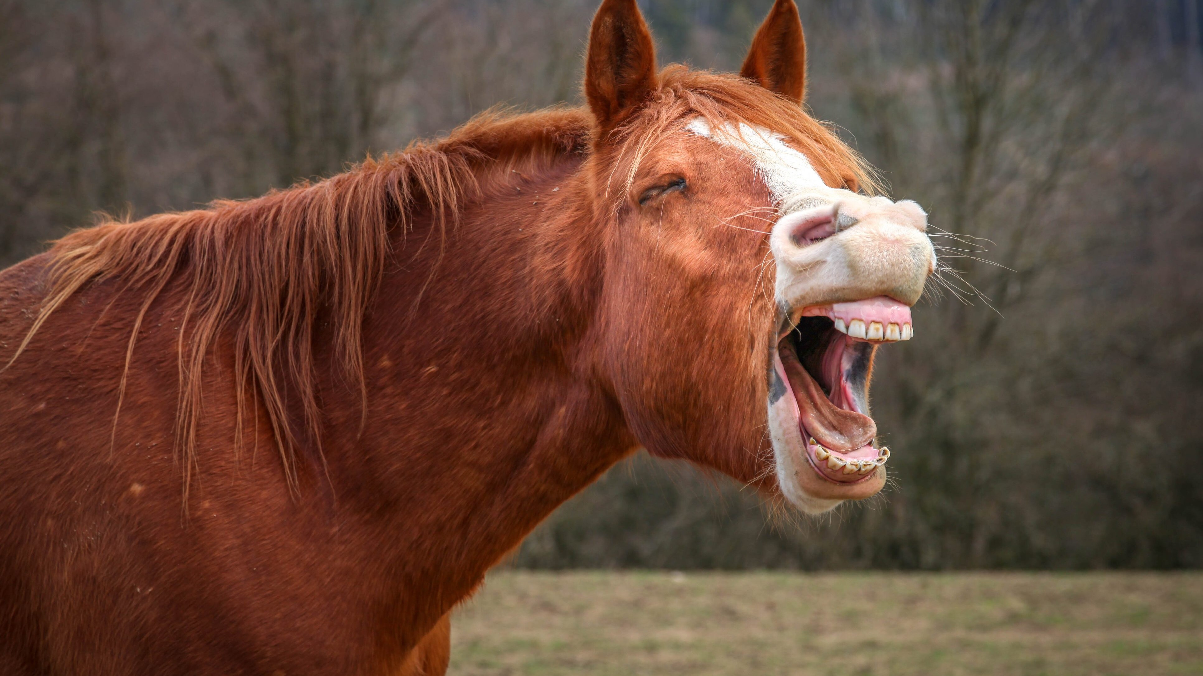 cavallo