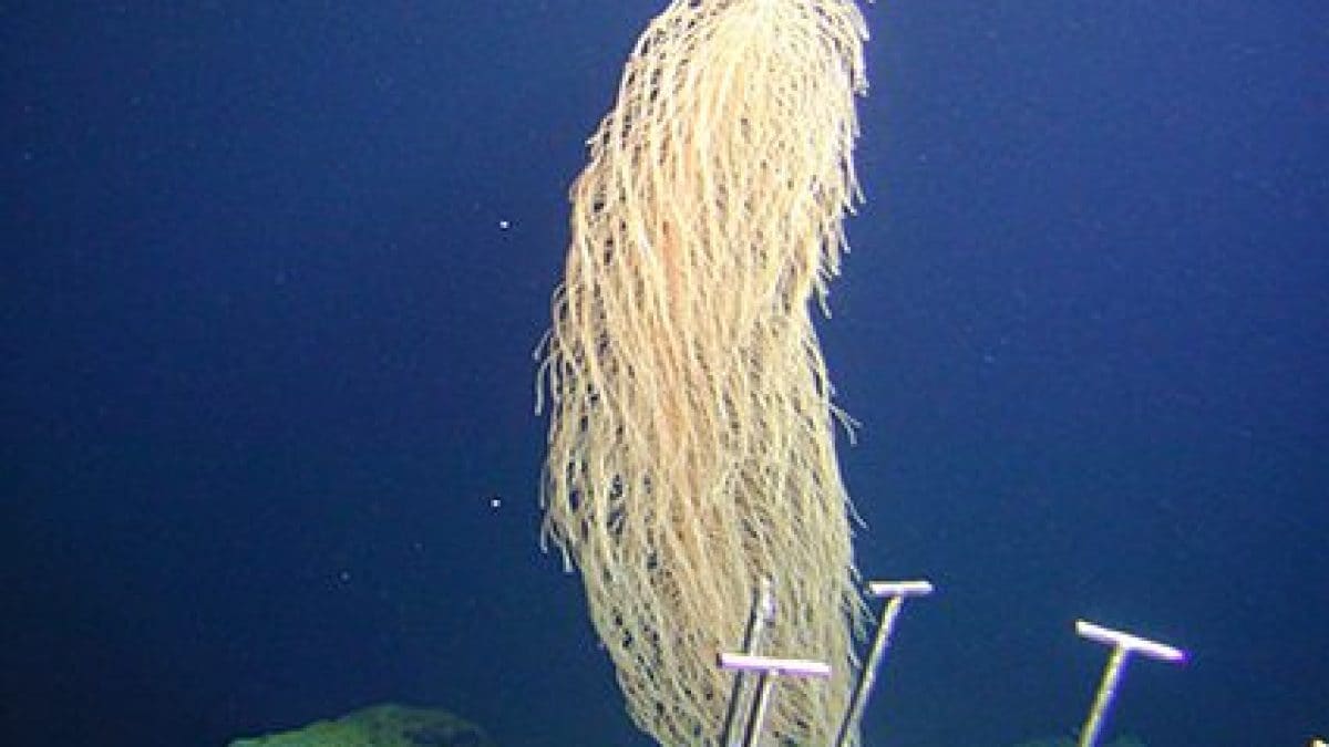 iridogorgia chewbacca