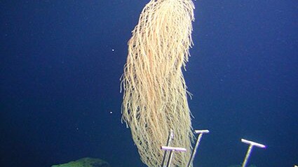 iridogorgia chewbacca