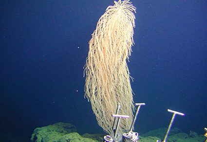 iridogorgia chewbacca