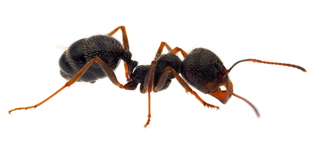 maschio formica peluria