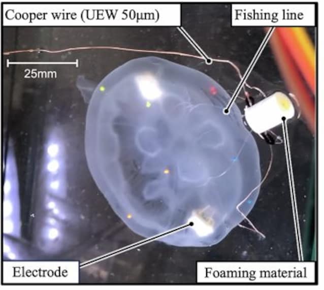 meduse robot