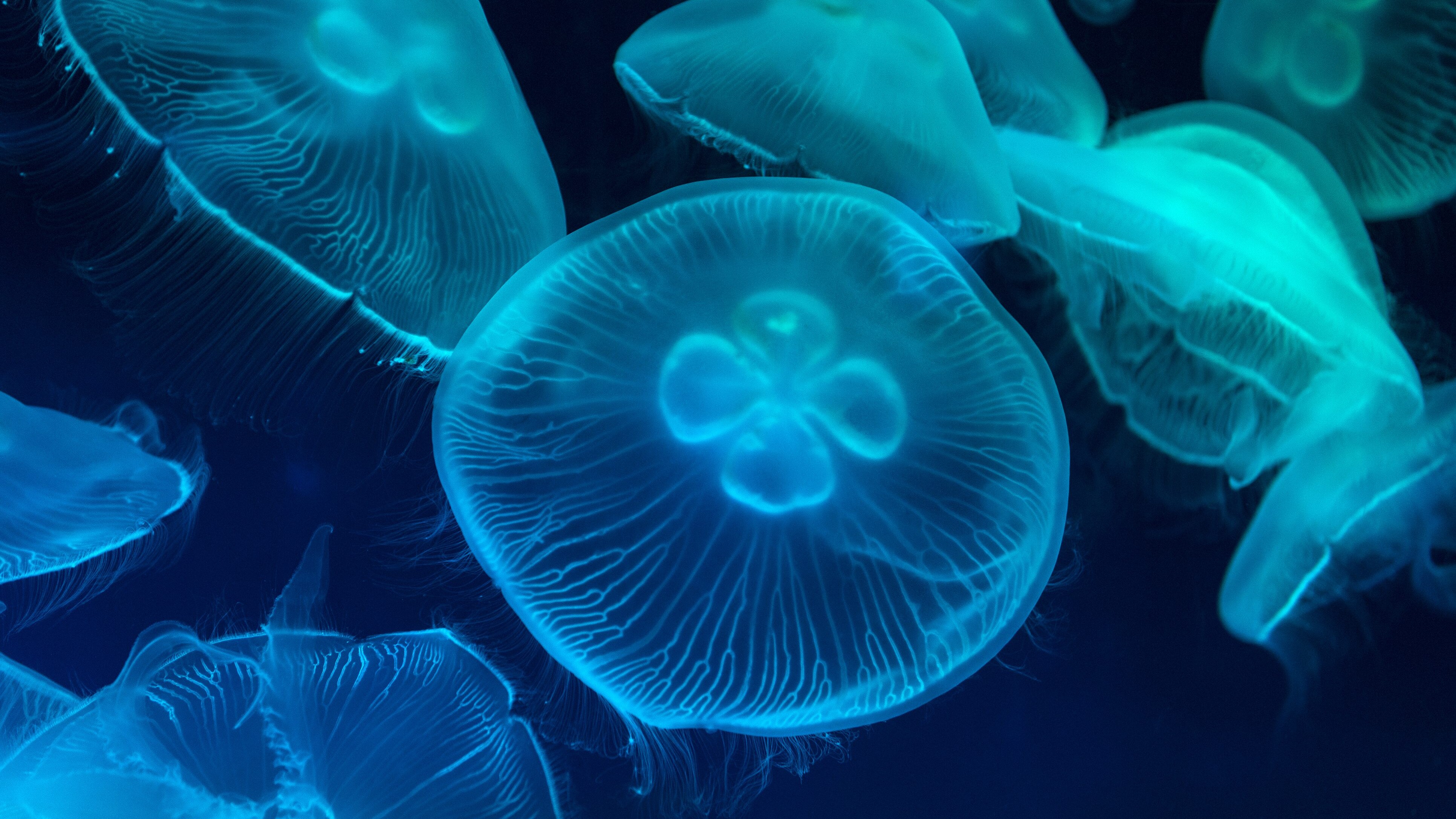 meduse