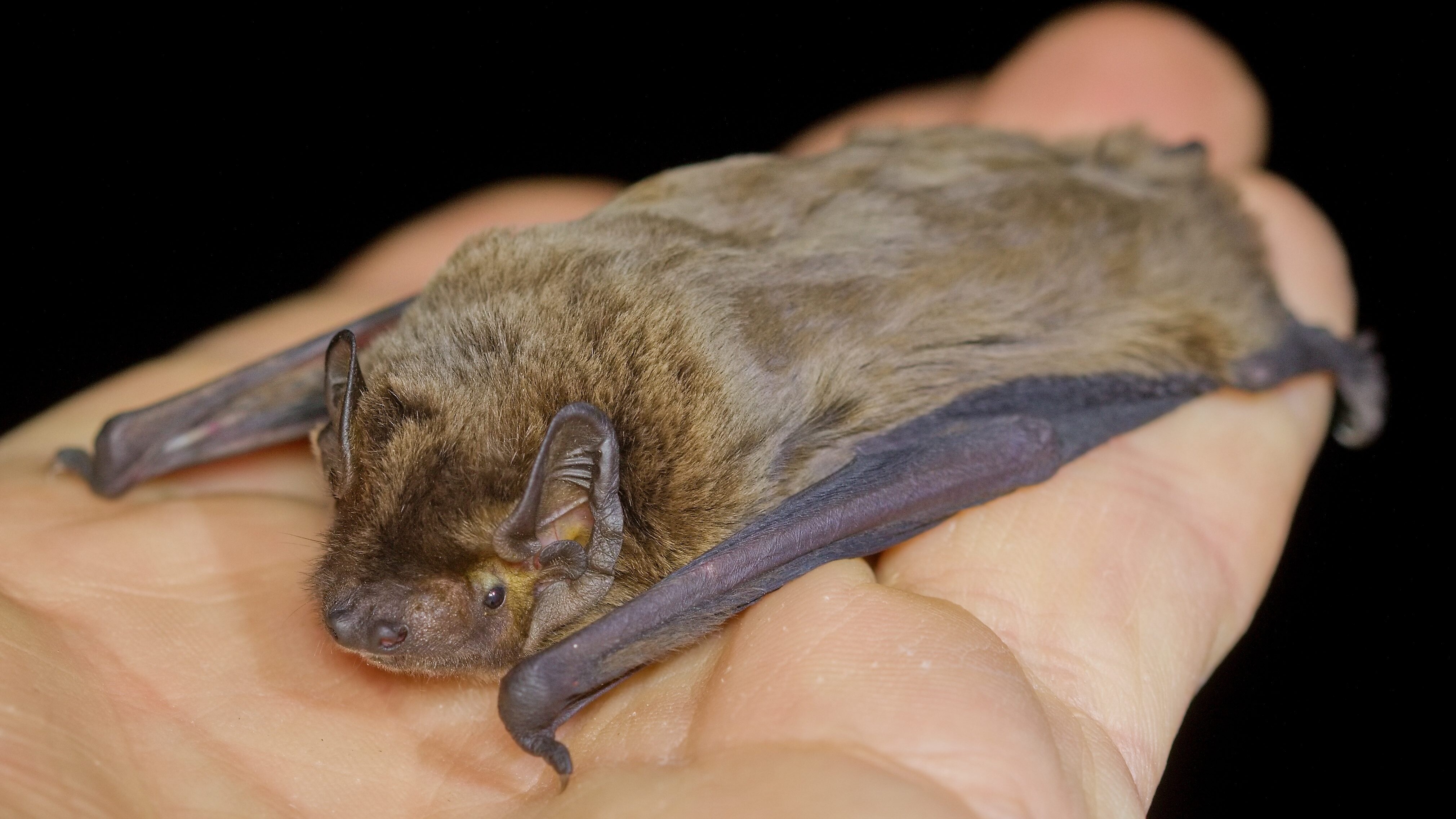 pipistrelli nei capelli falso mito