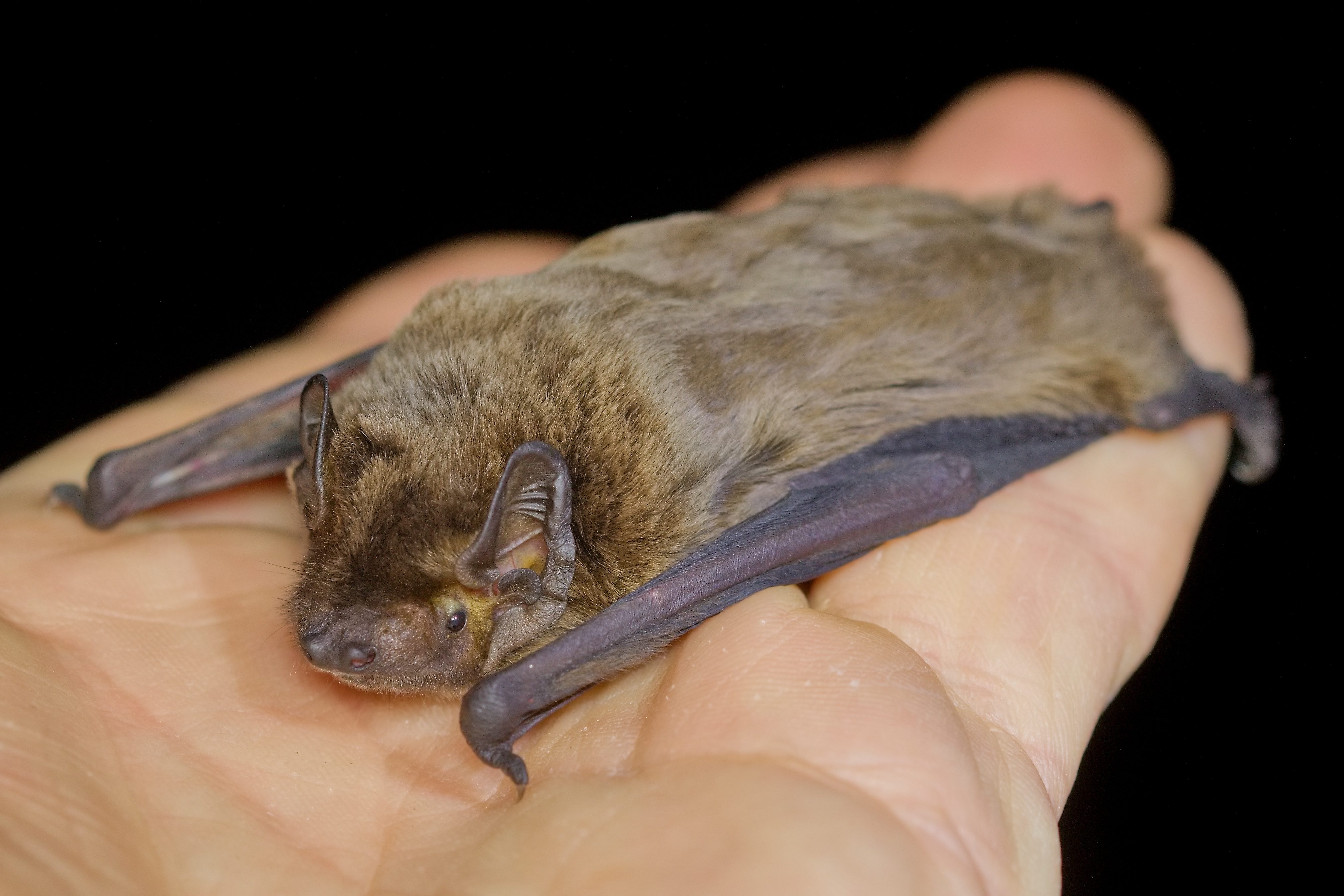 pipistrelli nei capelli falso mito