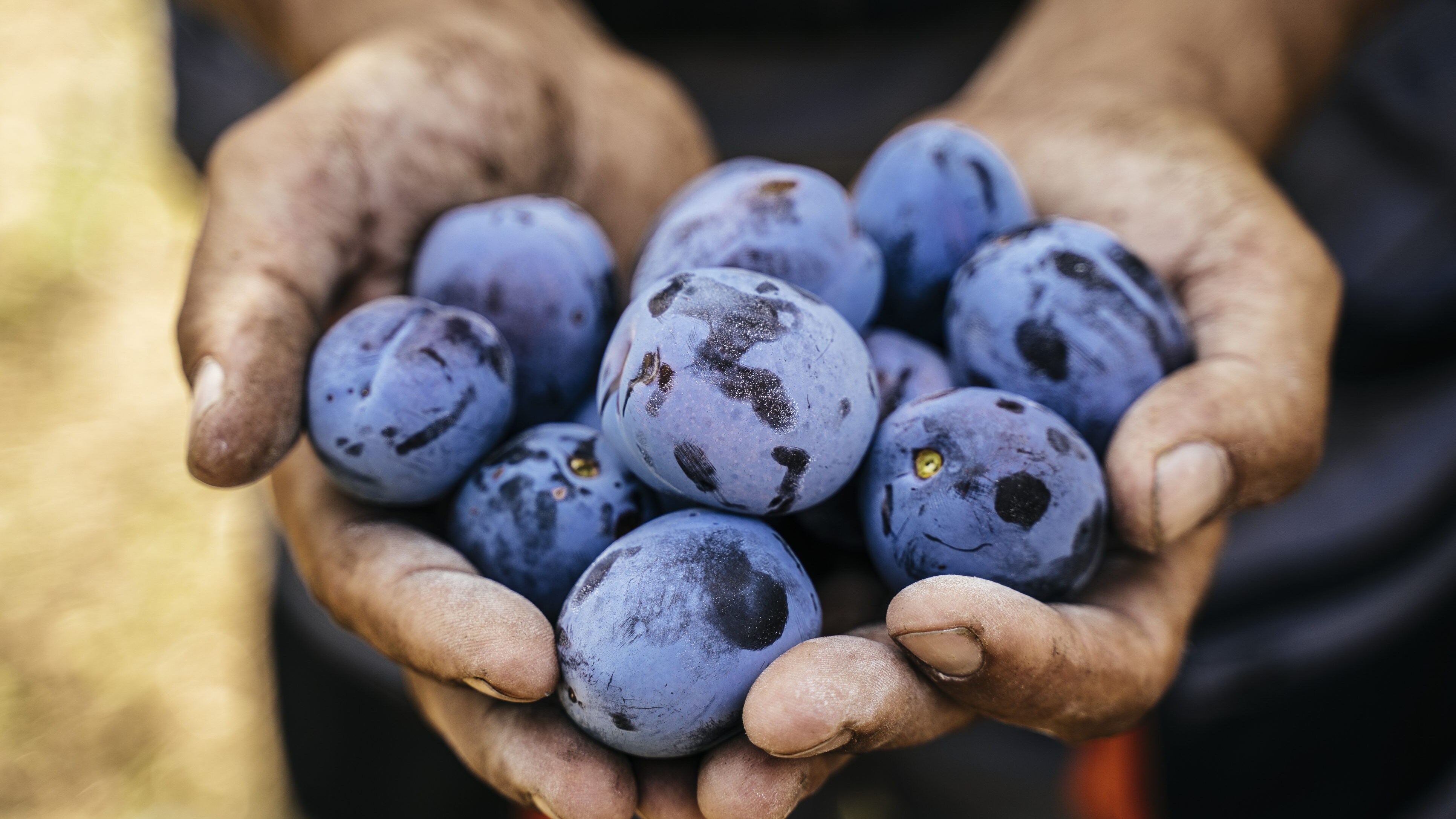 prugne e susine differenze