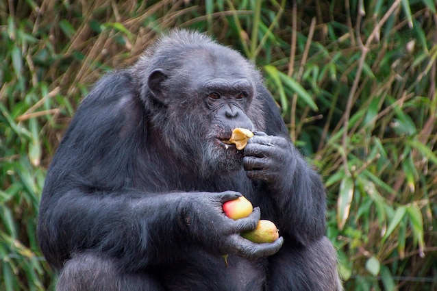 scimpanzé mangia frutta