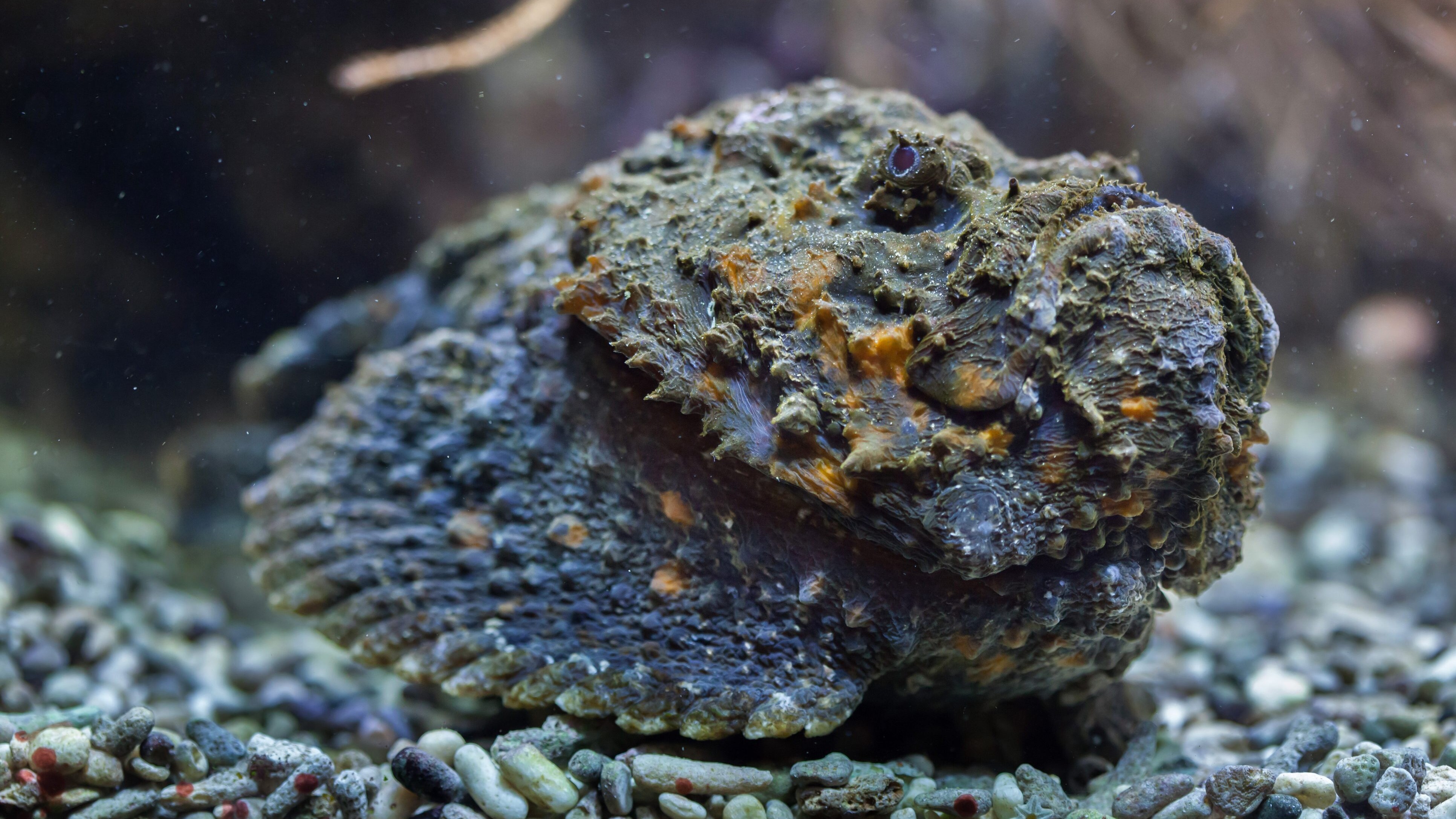 stonefish pesce pietra