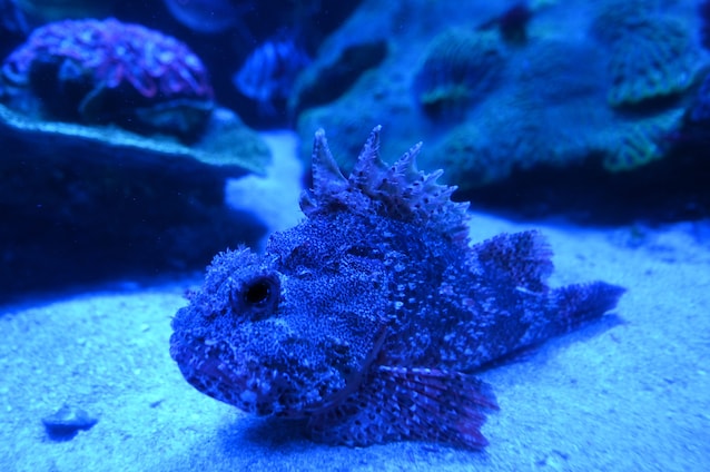 stonefish spine dorsali