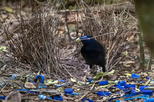 uccello giardiniere corteggiamento