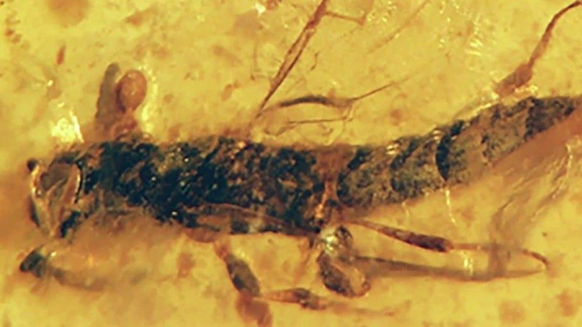 resine fossili