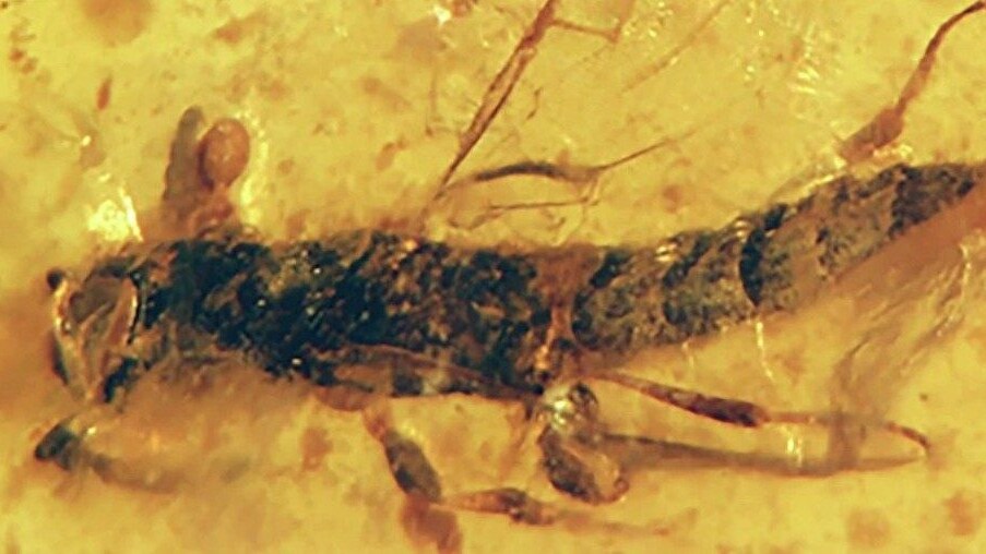resine fossili