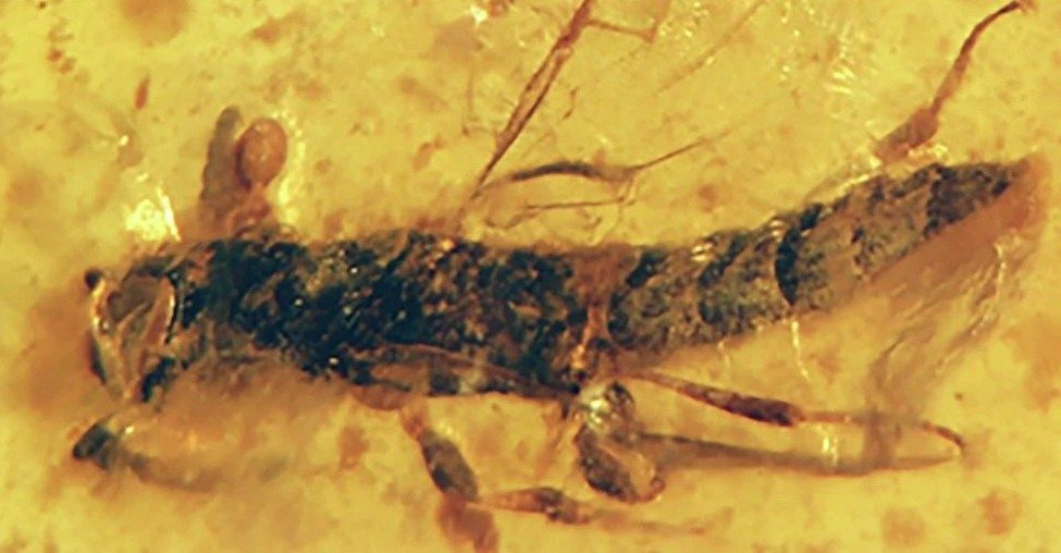 resine fossili