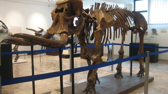 Ritrovati in Sicilia i resti di un elefante nano vissuto oltre 100.000 mila anni fa: la scoperta a Fontane Bianche