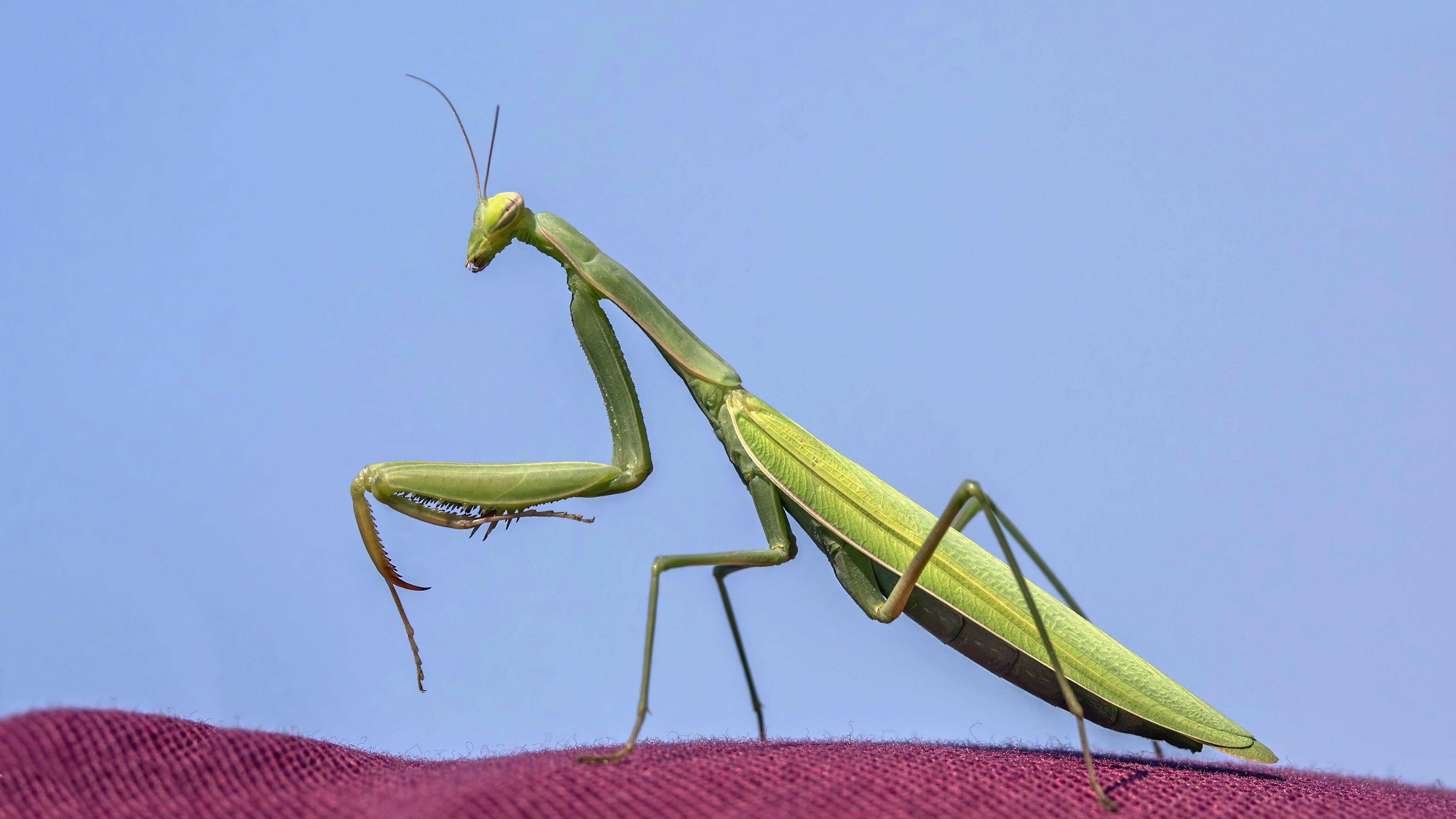 mantide religiosa