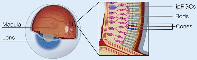 retina influenza luce umore