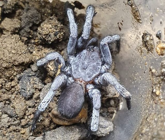 maschio nuova specie ragno