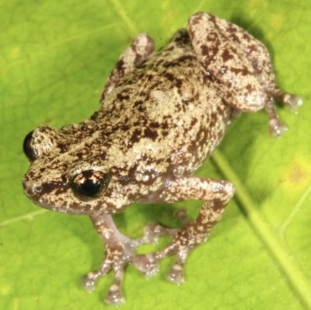rana asutralia