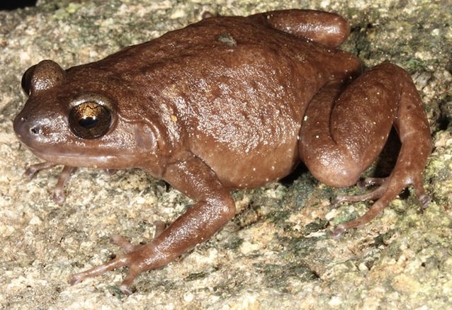 rana australia nuova specie