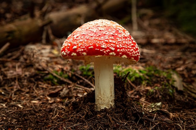 amanita muscaria velenosa