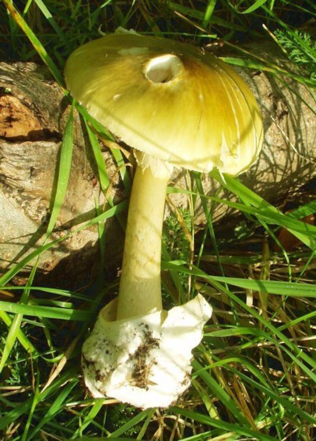 amanita phalloides