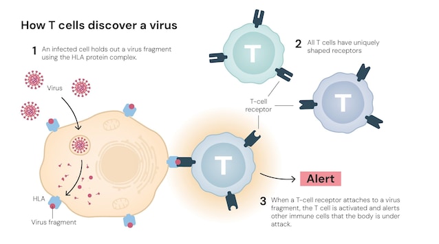 cellule t scoprono virus