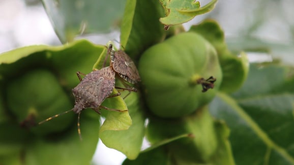 cimice-asiatica-danni-coltivazioni