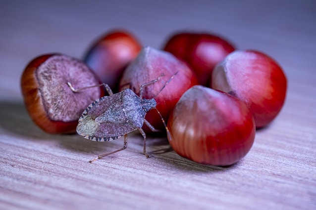 cimici asiatiche noccioli