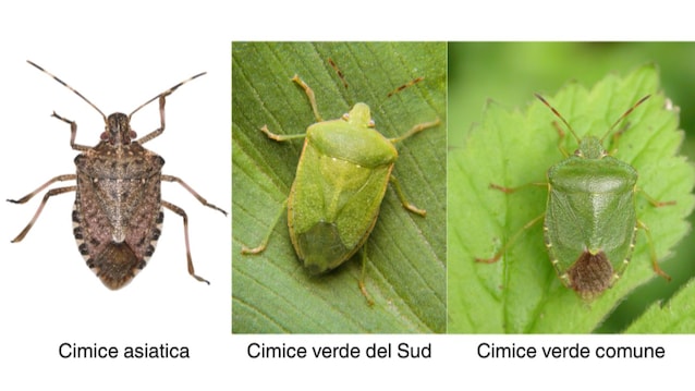 differenze cimici
