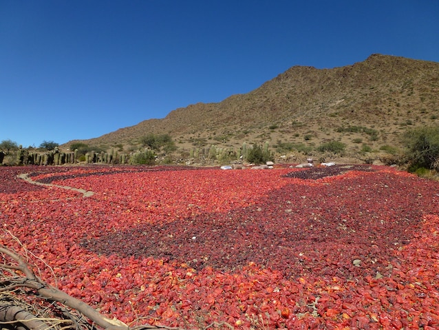 essiccazione paprika