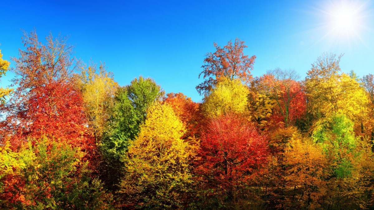 foliage
